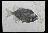 Phareodus Fossil Fish - Scarce Species #50690-1